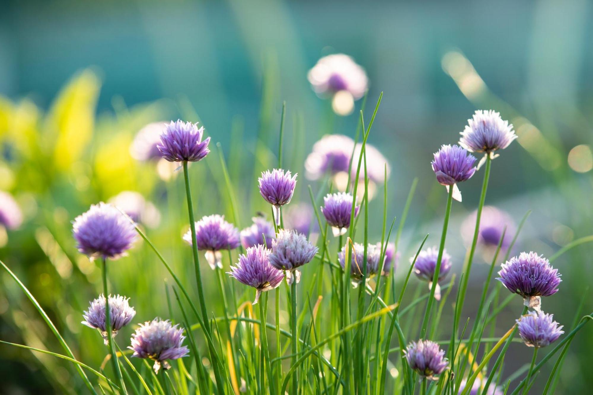 דוקום Boomhuis Met Optioneel Wellness - Vakantiepark De Schreiershoek מראה חיצוני תמונה